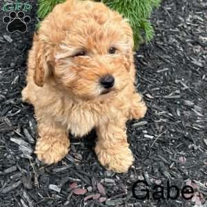 Gabe, Mini Goldendoodle Puppy